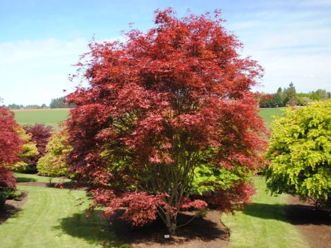 Acer palmatum 'Beni-otake'