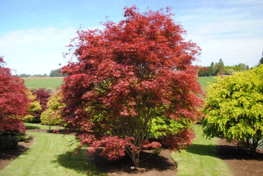 Acer palmatum 'Beni-otake' (Japanese Maple), a multi-stemmed tree with deep red, finely lobed foliage, growing in a mulched bed on a lawn.