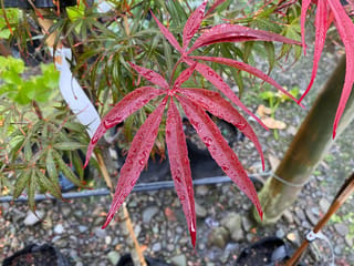 Acer palmatum 'Beni-otake' Japanese Maple leaf with long, narrow crimson lobes covered in raindrops, with potted plants and gravel behind.