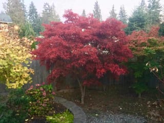 Acer palmatum 'Beni-otake' Japanese Maple in a garden bed, its finely lobed foliage a deep crimson red against a timber fence.