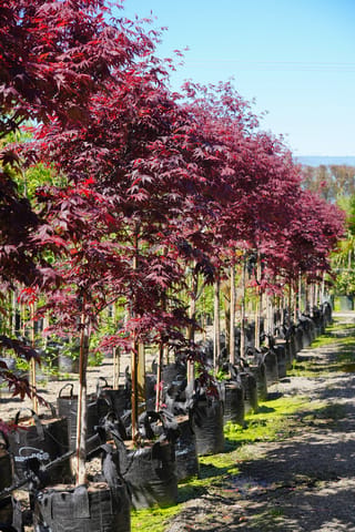Row of Acer palmatum 'Bloodgood' Japanese Maple trees with deep purple-red foliage, staked and growing in black planter bags along a gravel nursery path.