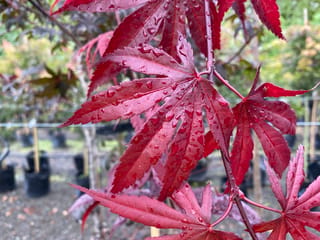 Acer palmatum 'Bloodgood' (Japanese Maple) with deep red, pointed palmate leaves beaded with raindrops, in a nursery with potted plants behind.