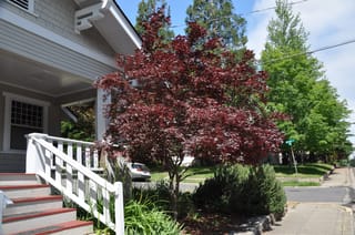 Acer palmatum 'Bloodgood' (Japanese Maple) with deep purple-red foliage, growing as a small multi-stemmed tree beside a house porch and footpath.