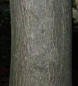 Trunk of Acer palmatum 'Burgundy Lace' Japanese Maple, with grey-green bark marked by fine vertical tan fissures against a dark background.