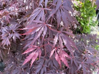 Acer palmatum 'Burgundy Lace' Japanese Maple foliage, with deeply cut, narrow burgundy-purple leaves on red stems and green plants blurred behind.