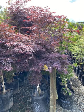Acer palmatum 'Burgundy Lace' (Japanese Maple) with deeply lobed burgundy-purple foliage and red new growth, growing in black planter bags on a gravel nursery bed.
