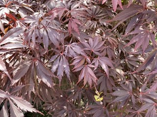 Close-up of Acer palmatum 'Burgundy Lace' (Japanese Maple), showing deeply lobed, finely toothed burgundy-purple leaves with reddish stalks in dappled sunlight.