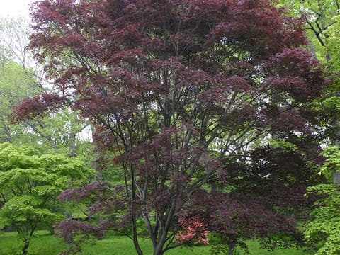 Acer palmatum 'Burgundy Lace'