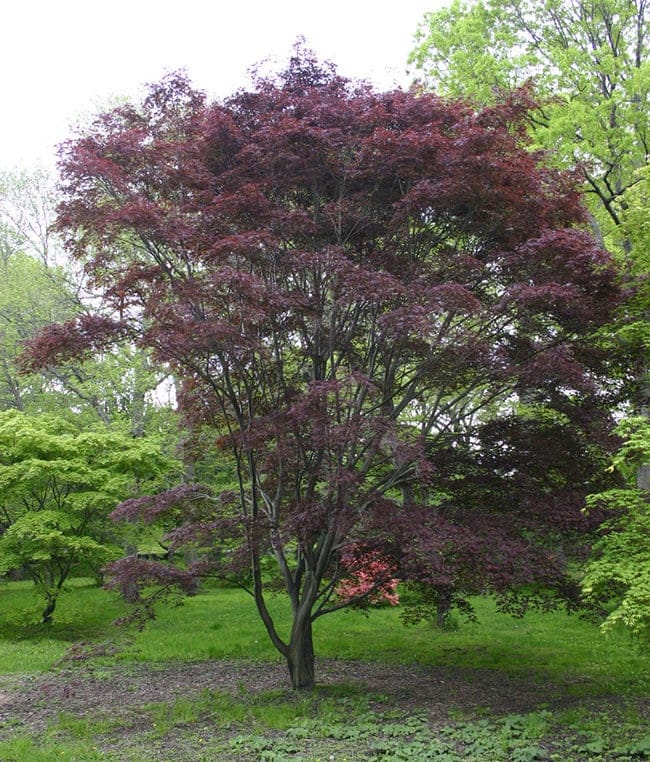 Acer palmatum 'Burgundy Lace' (Japanese Maple), a multi-stemmed tree with a rounded canopy of deep burgundy foliage, standing on a lawn among bright green trees.
