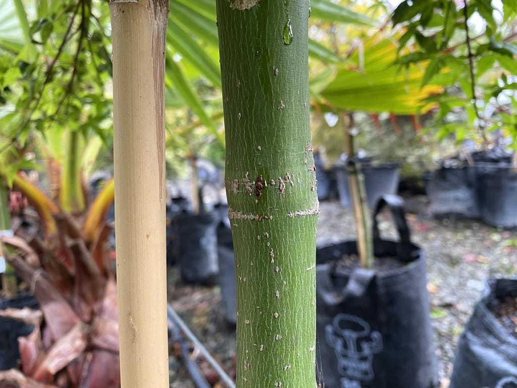 Close-up of the smooth green trunk of an Acer palmatum 'Chishio' (Japanese Maple) beside a bamboo stake, with grow bags of nursery plants behind.