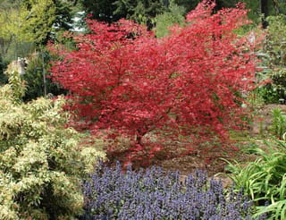 Acer palmatum 'Chishio' Japanese Maple, a small multi-stemmed tree with bright red foliage, growing in a garden bed with blue-purple flowers and variegated shrubs.