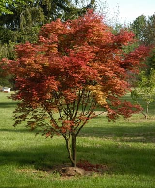 Acer palmatum 'Chishio' Japanese Maple, a small multi-stemmed tree with red, orange and yellow-tinged foliage, growing on a lawn.
