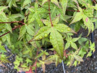 Acer palmatum 'Chishio' Japanese Maple foliage, with green palmate leaves, reddish stems and raindrops beading on the serrated leaf surfaces.