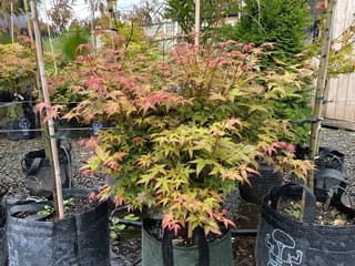 Acer palmatum 'Chishio' Japanese Maple in a planter bag, with pink, orange and green new foliage on slender stems, on a gravel nursery bed.