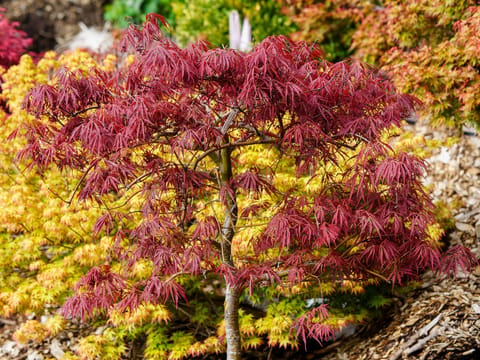 Acer palmatum var. dissectum 'Crimson Princess'