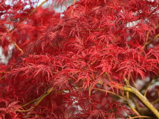 Acer palmatum var. dissectum 'Emerald Lace' (Japanese Maple) with finely dissected red autumn foliage on slender yellow-green branches.