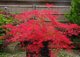 Acer palmatum var. dissectum 'Emerald Lace' Japanese Maple with finely cut bright red autumn foliage, weeping over a dark pot beside a bamboo fence.