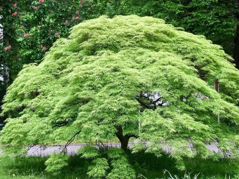 Acer palmatum var. dissectum 'Emerald Lace'