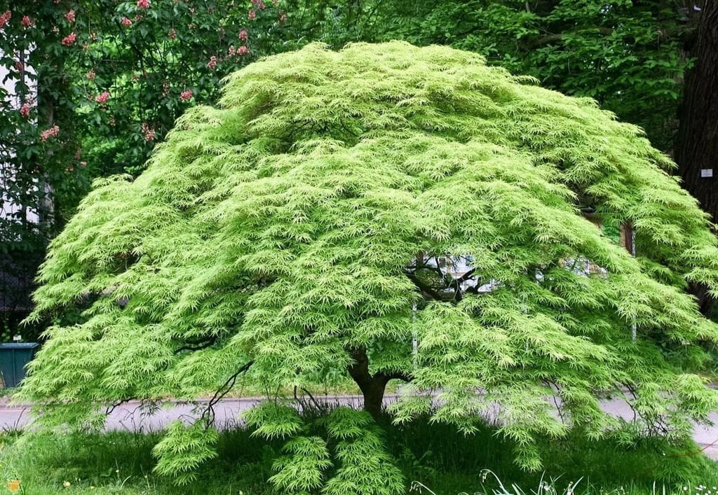 Acer palmatum var. dissectum 'Emerald Lace' Japanese maple, a mounded weeping tree with finely dissected lime-green foliage, growing on a lawn beside a path.
