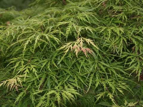 Acer palmatum var. dissectum 'Green Mist'