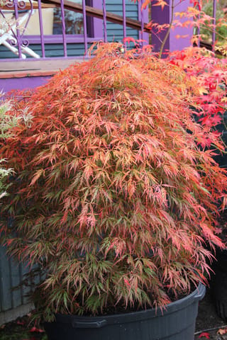 Acer palmatum var. dissectum 'Pendulum Julian' (Japanese Maple), a weeping mound of finely cut orange, red and green autumn leaves in a large black pot.