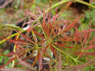 Close-up of Acer palmatum var. dissectum 'Pendulum Julian' Japanese maple, showing finely dissected reddish-bronze leaves with serrated edges on slender green stems.