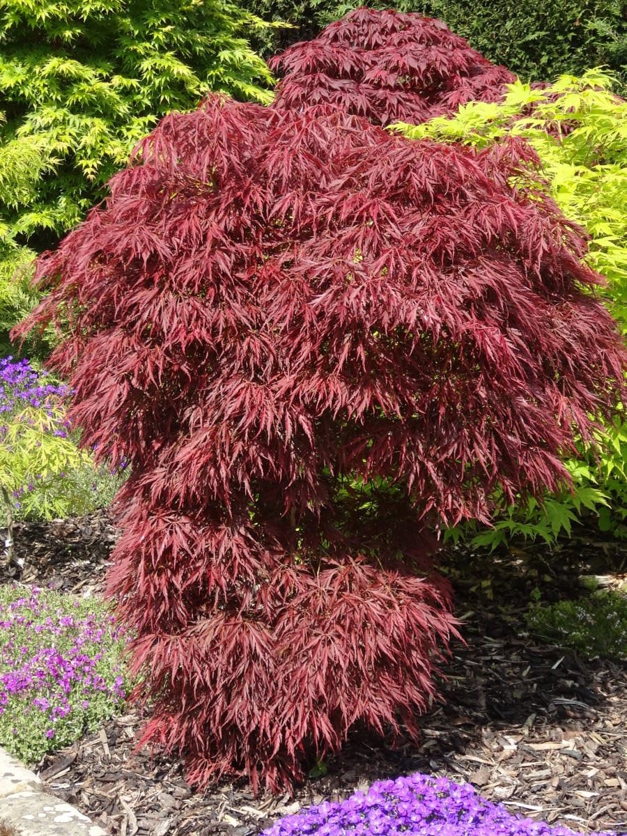 Acer palmatum var. dissectum 'Pendulum Julian' Japanese maple, a weeping mound of finely cut deep red foliage in a garden bed with bark mulch and purple flowers.