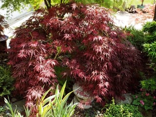 Acer palmatum var. dissectum 'Pendulum Julian' Japanese Maple, a weeping mound of finely cut deep red foliage in a garden bed with ferns and low green plants.
