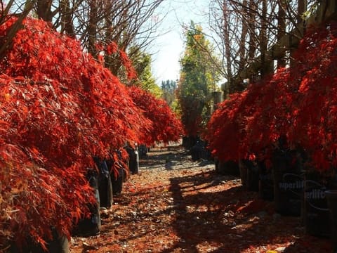 Acer palmatum var. dissectum 'Tamukeyama'