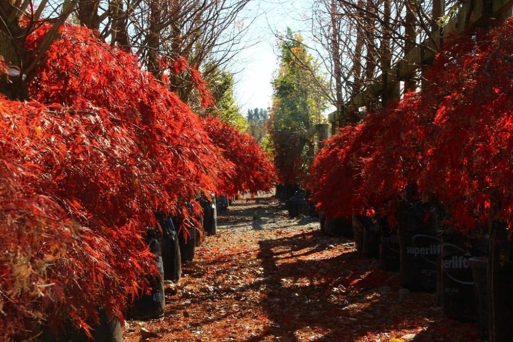 Acer palmatum var. dissectum 'Tamukeyama' Japanese Maple with weeping scarlet foliage, growing in black planter bags along a nursery path strewn with fallen red leaves.