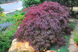Acer palmatum var. dissectum 'Tamukeyama' (Japanese Maple), a mounding laceleaf maple with deep purple-red feathery foliage, growing beside a boulder in a garden bed.
