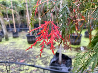 Acer palmatum var. dissectum 'Viridis' Japanese Maple, with finely cut red and green leaves hanging in the foreground and potted staked trees behind.