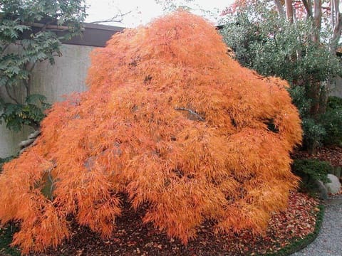 Acer palmatum var. dissectum 'Viridis'