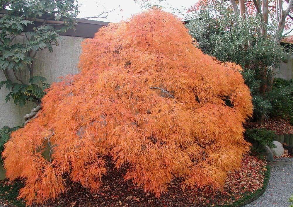 Acer palmatum var. dissectum 'Viridis' (Japanese Maple), a weeping mound of finely cut orange autumn foliage beside a wall, over a bark-mulched bed.