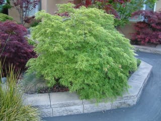 Acer palmatum var. dissectum 'Viridis' (Japanese Maple), a weeping dome of finely cut lime-green foliage in a stone-edged bed beside red maples.