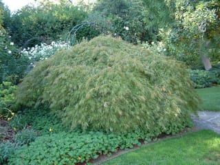 Acer palmatum var. dissectum 'Viridis' (Japanese Maple), a mounded weeping shrub with finely cut green foliage, growing in a garden bed beside a lawn.