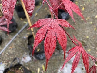 Acer palmatum 'Fireglow' (Japanese Maple) with deeply lobed red leaves beaded with raindrops, growing in black nursery pots outdoors.