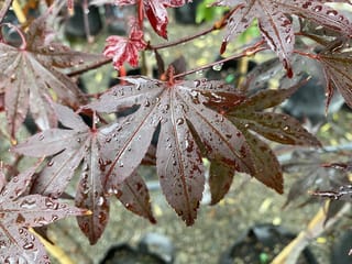 Acer palmatum 'Fireglow' (Japanese Maple) foliage, deeply lobed burgundy-red leaves beaded with raindrops on red stems, with nursery pots behind.