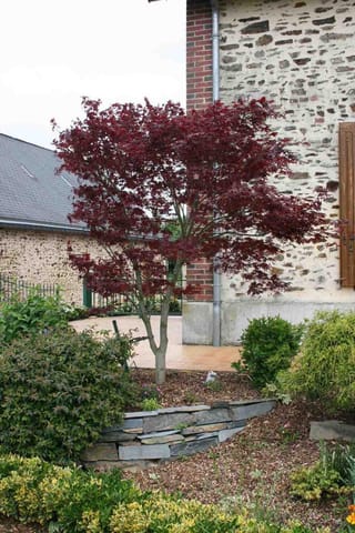 Acer palmatum 'Fireglow' (Japanese Maple), a small tree with deep red-purple foliage, growing in a mulched garden bed beside a stone wall.