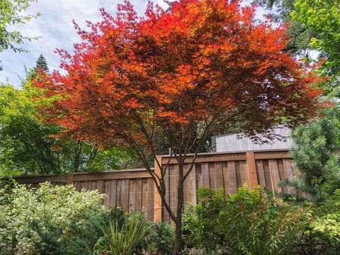 Acer palmatum 'Fireglow'