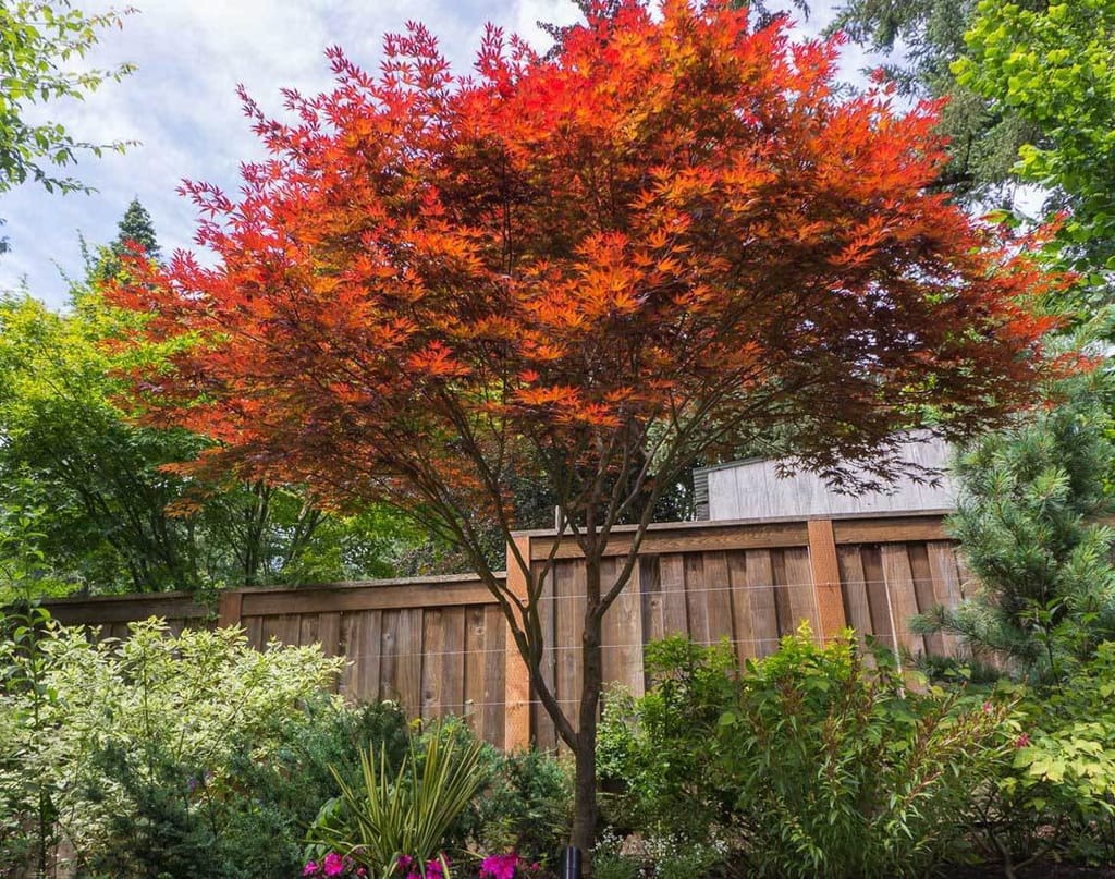 Acer palmatum 'Fireglow' (Japanese Maple) with fiery orange-red foliage over a slim trunk, growing beside a timber fence in a garden.