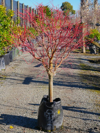 Acer palmatum 'Fjellheim' (Japanese Maple), a leafless standard tree with bright red winter stems, growing in a black planter bag on a gravel nursery path.