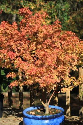Acer palmatum 'Fjellheim' Japanese Maple in a blue glazed pot on a timber deck, with dense orange, red and yellow autumn foliage.