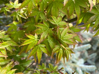 Acer palmatum 'Hanami-nishiki' Japanese maple foliage, with small, deeply lobed green leaves edged in orange-red, against blurred blue-green conifer needles.