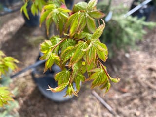 Acer palmatum 'Hanami-nishiki' Japanese maple, close-up of new spring foliage with small green leaves edged orange-red on reddish stems, in a nursery pot.