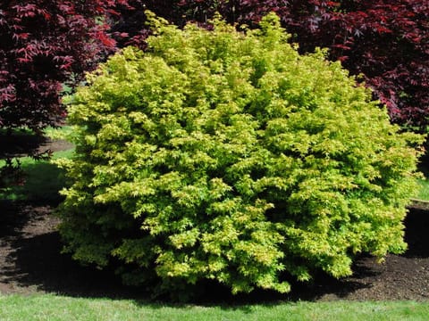 Acer palmatum 'Hanami-nishiki'