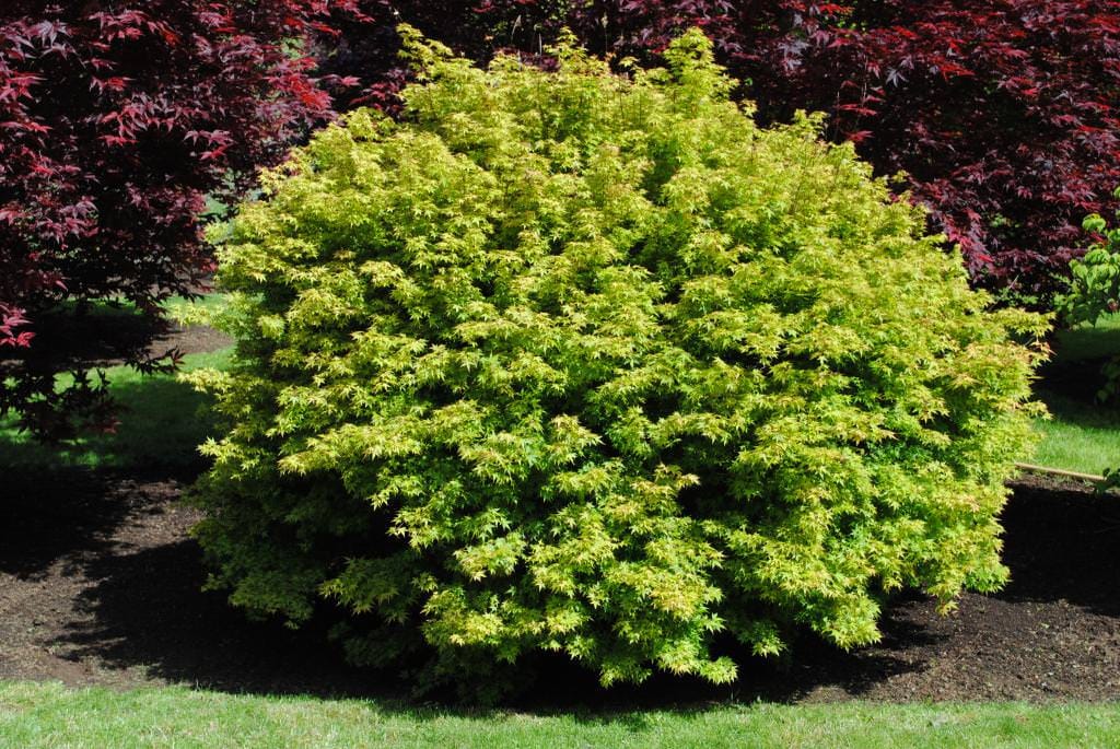 Acer palmatum 'Hanami-nishiki' (Japanese Maple), a rounded shrub with small, finely cut yellow-green leaves, growing on dark mulch in front of red-leaved maples.