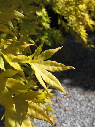 Acer palmatum 'Japanese Sunrise' Japanese Maple, close-up of yellow-green palmate leaves with pointed lobes in sunlight, above a gravel path.