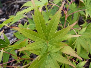 Close-up of Acer palmatum 'Japanese Sunrise' (Japanese Maple), showing yellow-green palmate leaves with pale orange tips and slender pink-red stems.