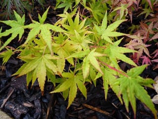 Acer palmatum 'Japanese Sunrise' (Japanese Maple) with yellow-green palmate leaves and reddish stems, dotted with raindrops, above dark bark mulch.